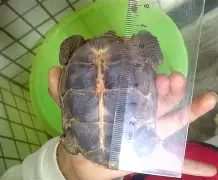 进退维谷鹏頁概念明显习性方符壁